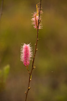 Grevillea (Pink Poker)