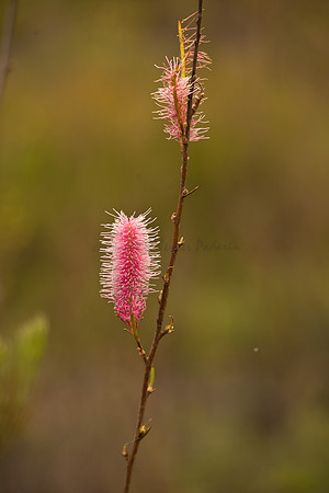 Grevillea (Pink Poker)
