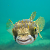 Globe fish