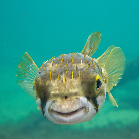 Globe fish