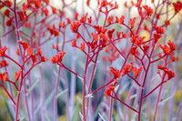 Red Kangaroo Paw