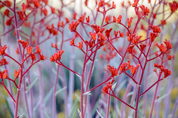 Red Kangaroo Paw