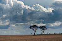 Two trees
