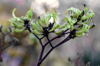 Black Kangaroo Paw