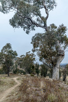 Coolamon Ridge