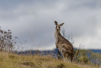 Kangaroo