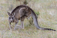 Kangaroo
