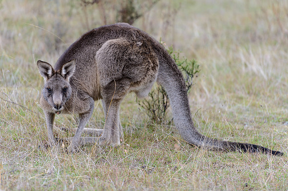 Kangaroo