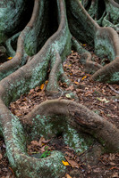 Moreton Bay Fig