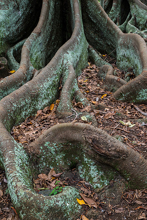 Moreton Bay Fig
