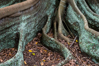 Moreton Bay Fig