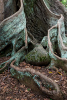 Moreton Bay Fig
