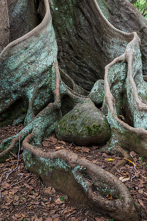 Moreton Bay Fig