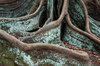 Moreton Bay Fig