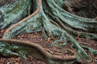 Moreton Bay Fig