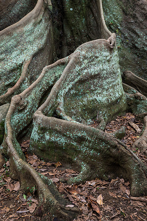 Moreton Bay Fig