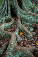 Moreton Bay Fig