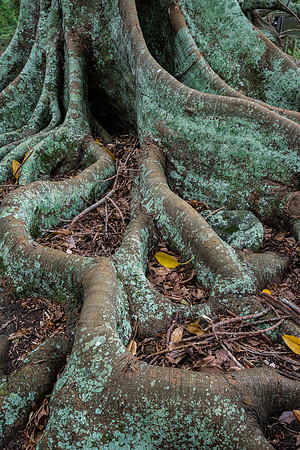 Moreton Bay Fig