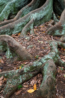 Moreton Bay Fig