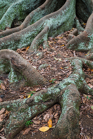 Moreton Bay Fig