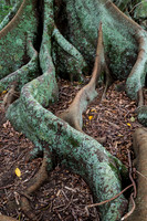 Moreton Bay Fig