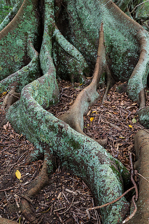 Moreton Bay Fig
