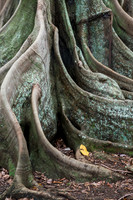 Moreton Bay Fig