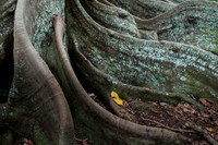 Moreton Bay Fig