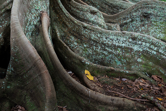 Moreton Bay Fig