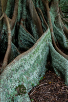 Moreton Bay Fig