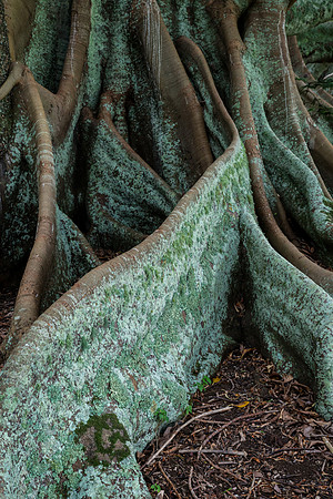 Moreton Bay Fig