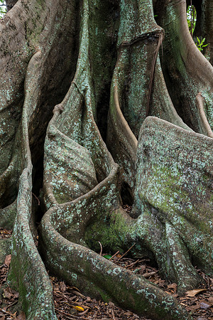 Moreton Bay Fig