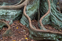 Moreton Bay Fig