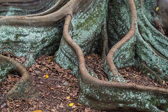 Moreton Bay Fig