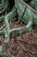 Moreton Bay Fig