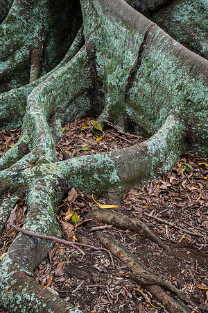 Moreton Bay Fig