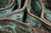Moreton Bay Fig