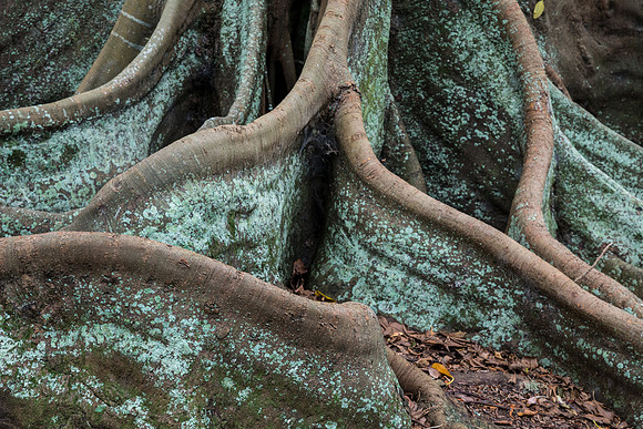 Moreton Bay Fig