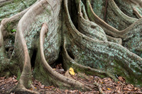 Moreton Bay Fig Trees