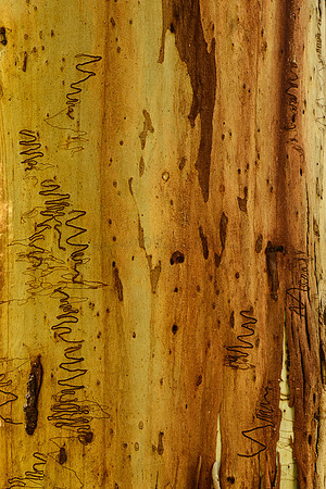 Bark