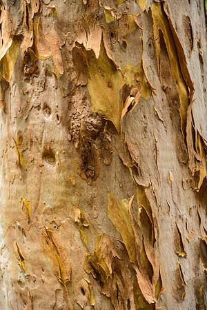 Bark