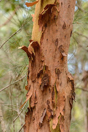 Bark