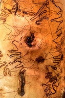 Bark