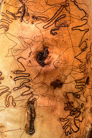 Bark