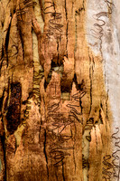 Bark