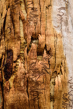 Bark