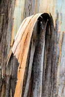 Bark