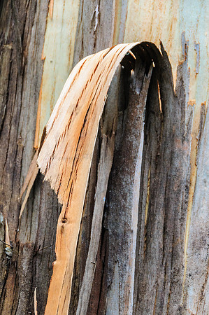 Bark