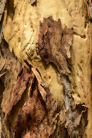 Bark