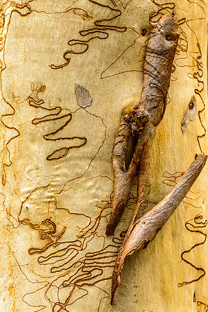 Bark